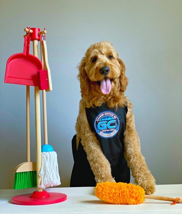 A dog is sitting on a table next to a cleaning utensil.