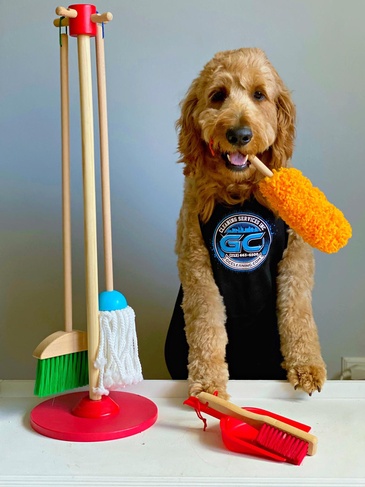 A dog standing next to a set of brooms and mops.