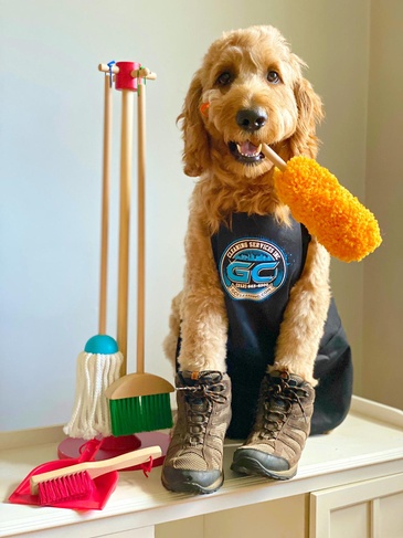 A dog wearing an apron and a pair of brooms.