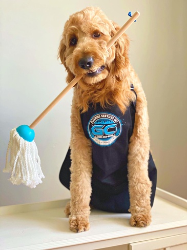A dog wearing an apron holding a mop.